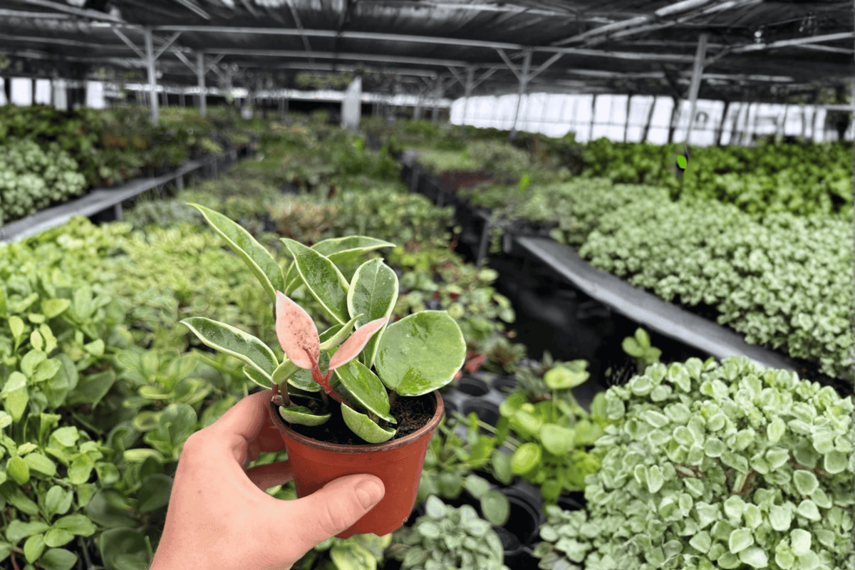 Hoya Carnosa Albomarginata – 2 Live Plants in 4-Inch Pots (Exact Plants Shipped Potted)