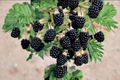 Prime-Ark Horizon Blackberry Live Plant - Thornless, Self-FertileFruit Shrub for Sun & Containers