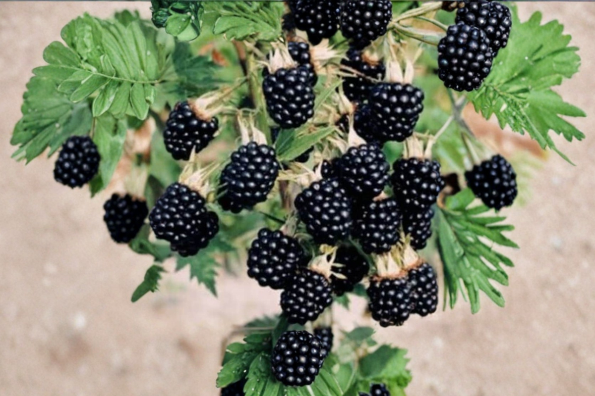 Arapaho Thornless Blackberry Seeds - 3 Pack