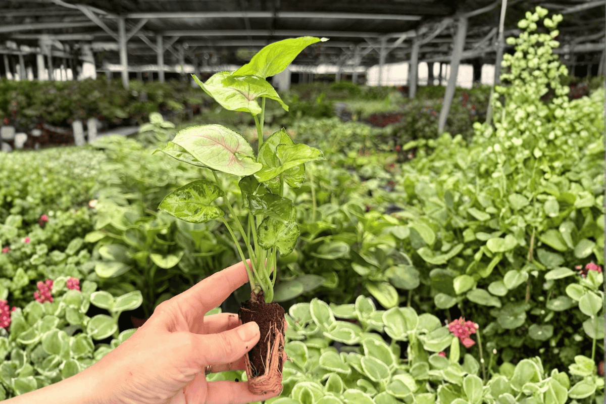 Syngonium Bright Allusion Starter Plants (2) – Plug Bareroot Live Plants