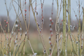 Black Pussy Willow Salix gracilistyla 'Melanostachys' Live Plant | 16–20 in in Half Gallon Pot