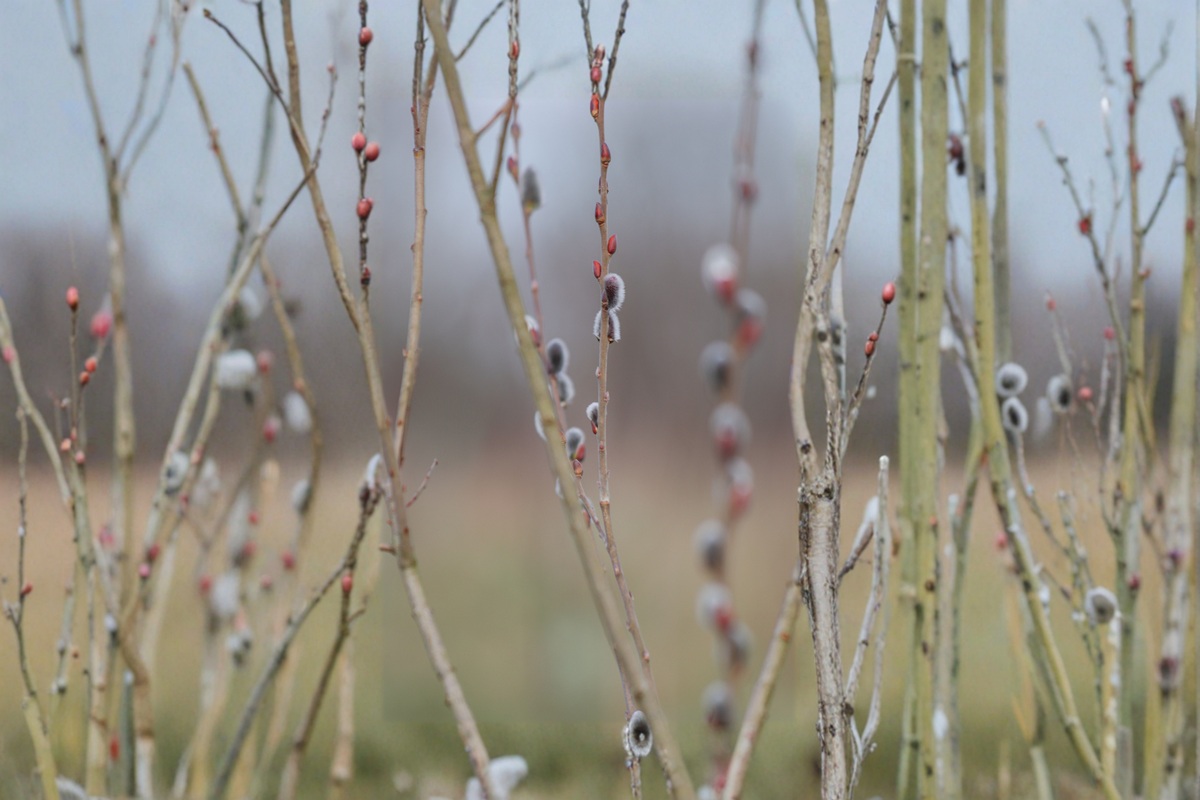 Black Pussy Willow Salix gracilistyla 'Melanostachys' Live Plant | 16–20 in in Half Gallon Pot