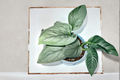 Scindapsus Sooo Silver Starter Plant or Rooted Cutting – Silver Variegated Indoor Vine
