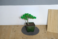 Japanese Juniper Bonsai Procumbens Nana - 3 Inch Rooted Mini Bonsai Tree