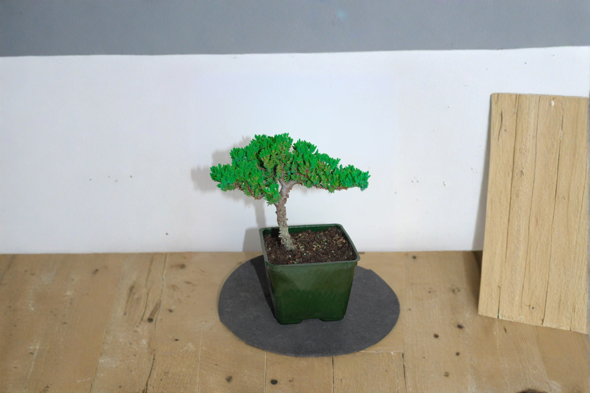 Japanese Juniper Bonsai Procumbens Nana - 3 Inch Rooted Mini Bonsai Tree