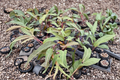 Philodendron Florida Bronze Starter Plant – 3–4