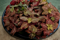 Fittonia albivenis Ruby Red Nerve Plant - Live Rooted Plant, Indoor Houseplant