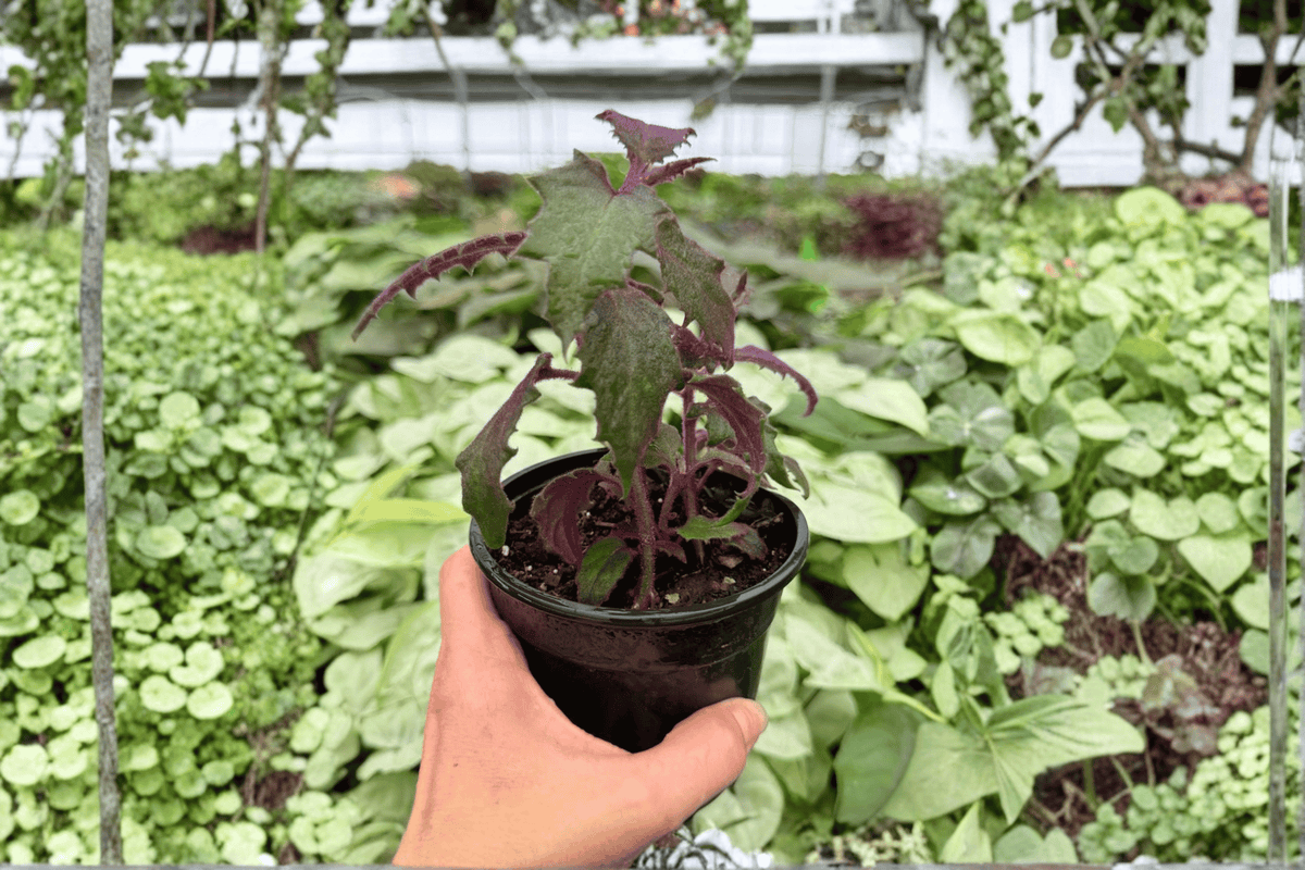 Purple Passion Plant Gynura aurantiaca - 2 Live Plants in 4-Inch Pots