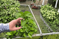 Lemon Top Pothos 2-Plant Starter Set | Epipremnum aureum Bare Root