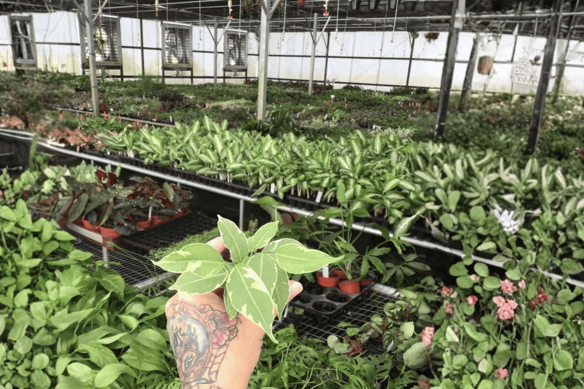 Variegated Ficus Benjamina Starter Plants - 2-Pack, 2-Inch Pots