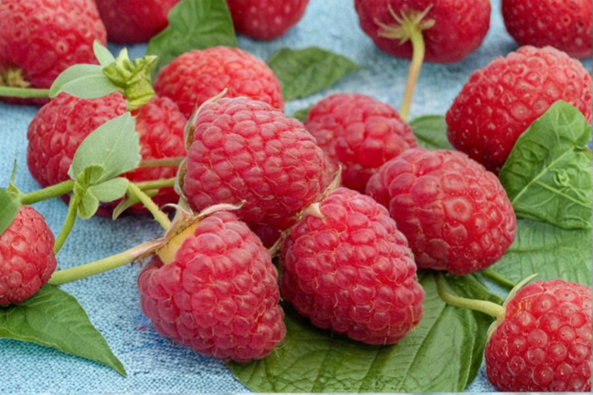 Killarney Raspberry Seeds - 200 Pack | Rubus idaeus
