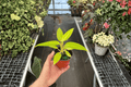 Philodendron Calkins Gold - 2 Live Plants in 4-Inch Pots