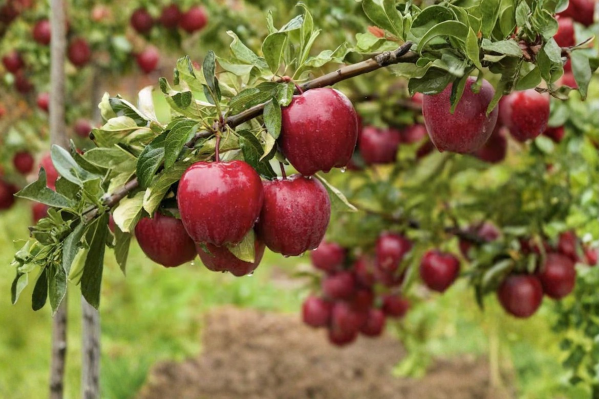 Dwarf Red Delicious Apple Tree - Grafted Live Fruit Tree for Home Orchard