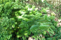 Canaan Fir Live Plant in 4-Inch Pot | Abies balsamea × ‘Canaan’ Evergreen Tree