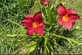Daylily Chicago Brave – 3 Bare Root Plants (Hemerocallis) Red & Yellow Blooms
