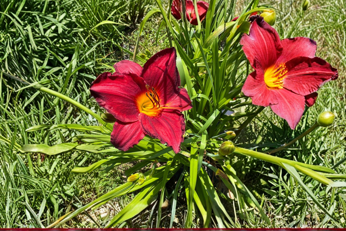 Daylily Chicago Brave – 3 Bare Root Plants (Hemerocallis) Red & Yellow Blooms