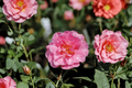 Japanese Camellia Charlean 1 Gallon Live Plant - Camellia japonica Pink Flowering Evergreen Shrub