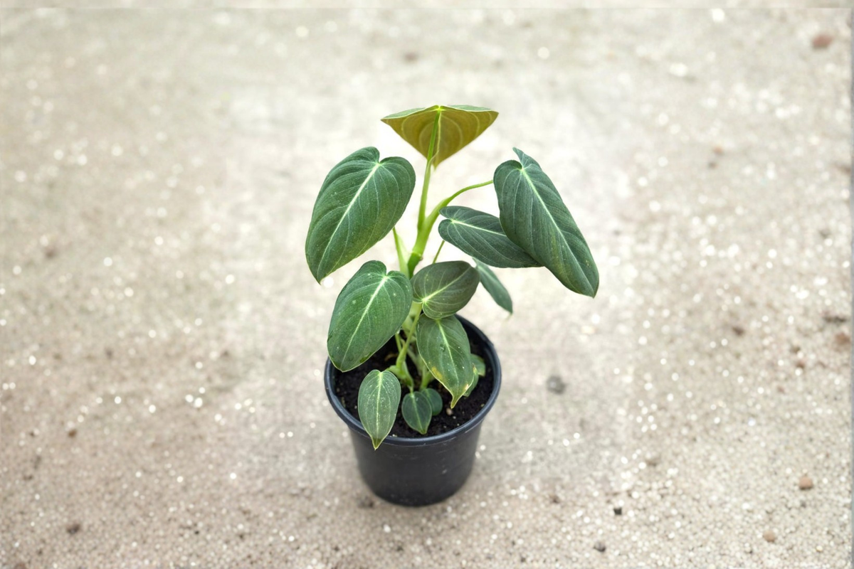 Philodendron Melanochrysum Live Plant in 3–4 Inch Pot | Velvet Foliage