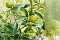 Variegated Pink Lemon Tree Air Layered 2 ft – Dwarf Citrus for Patio, Eureka Variegated Pink