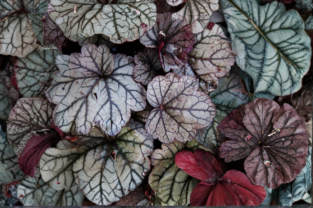 Silver Scrolls Coral Bells Heuchera Heuchera 'Silver Scrolls' - 3 Rooted Starter Plants in 1 Qt Pots