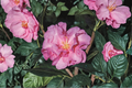 Japanese Camellia Ballet In Pink - 1 Gallon Live Plant, Camellia japonica Pink Evergreen Shrub