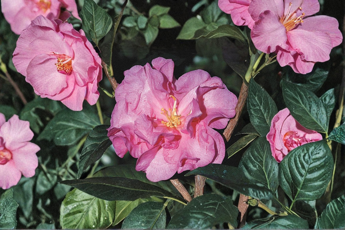 Japanese Camellia Ballet In Pink - 1 Gallon Live Plant, Camellia japonica Pink Evergreen Shrub