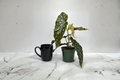 Begonia maculata Polka Dot Begonia Live Plant – Starter Cutting / Rooted Plant