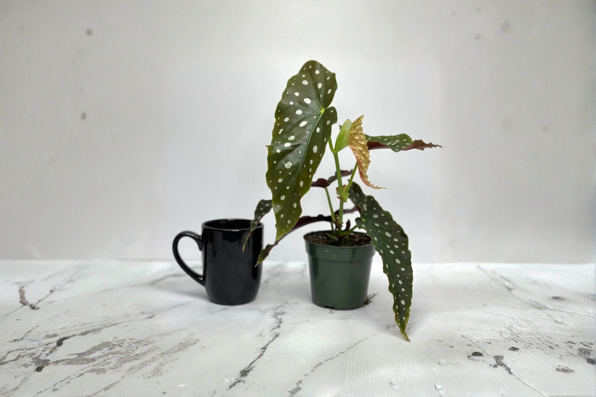 Begonia maculata Polka Dot Begonia Live Plant – Starter Cutting / Rooted Plant