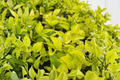 Epipremnum Champs Elysees Pothos - 4" Rooted Live Plant