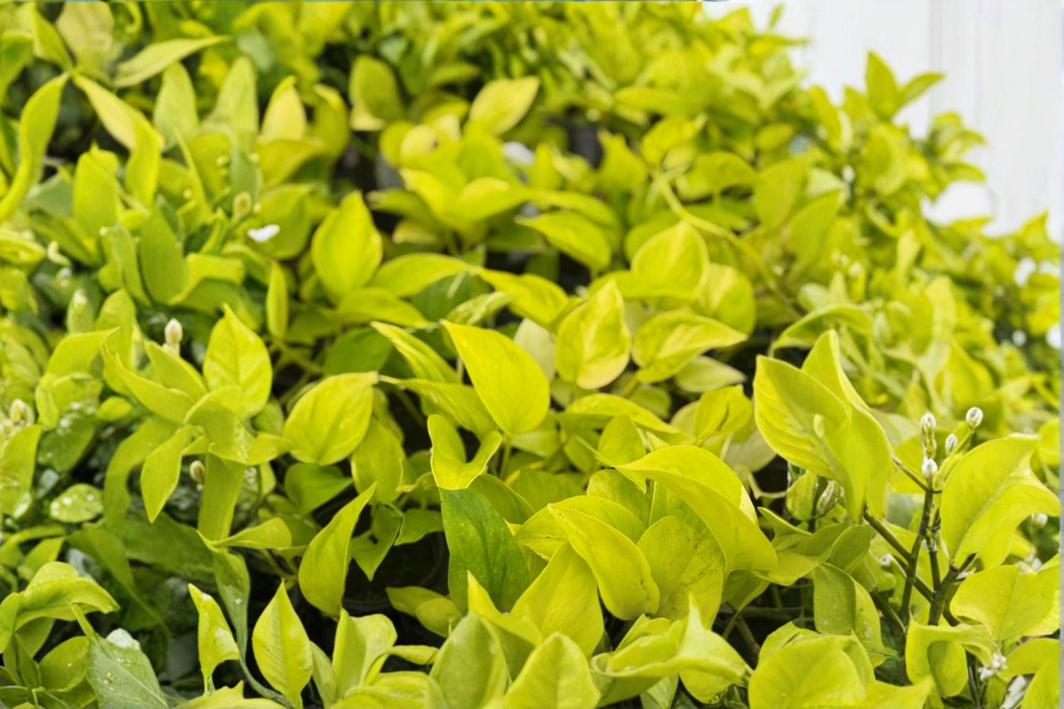 Epipremnum Champs Elysees Pothos - 4" Rooted Live Plant