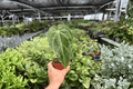 Anthurium Legend x Magnificum (Legend × Magnificum) 2 Live Plants in 4-Inch Pot - Bare Root