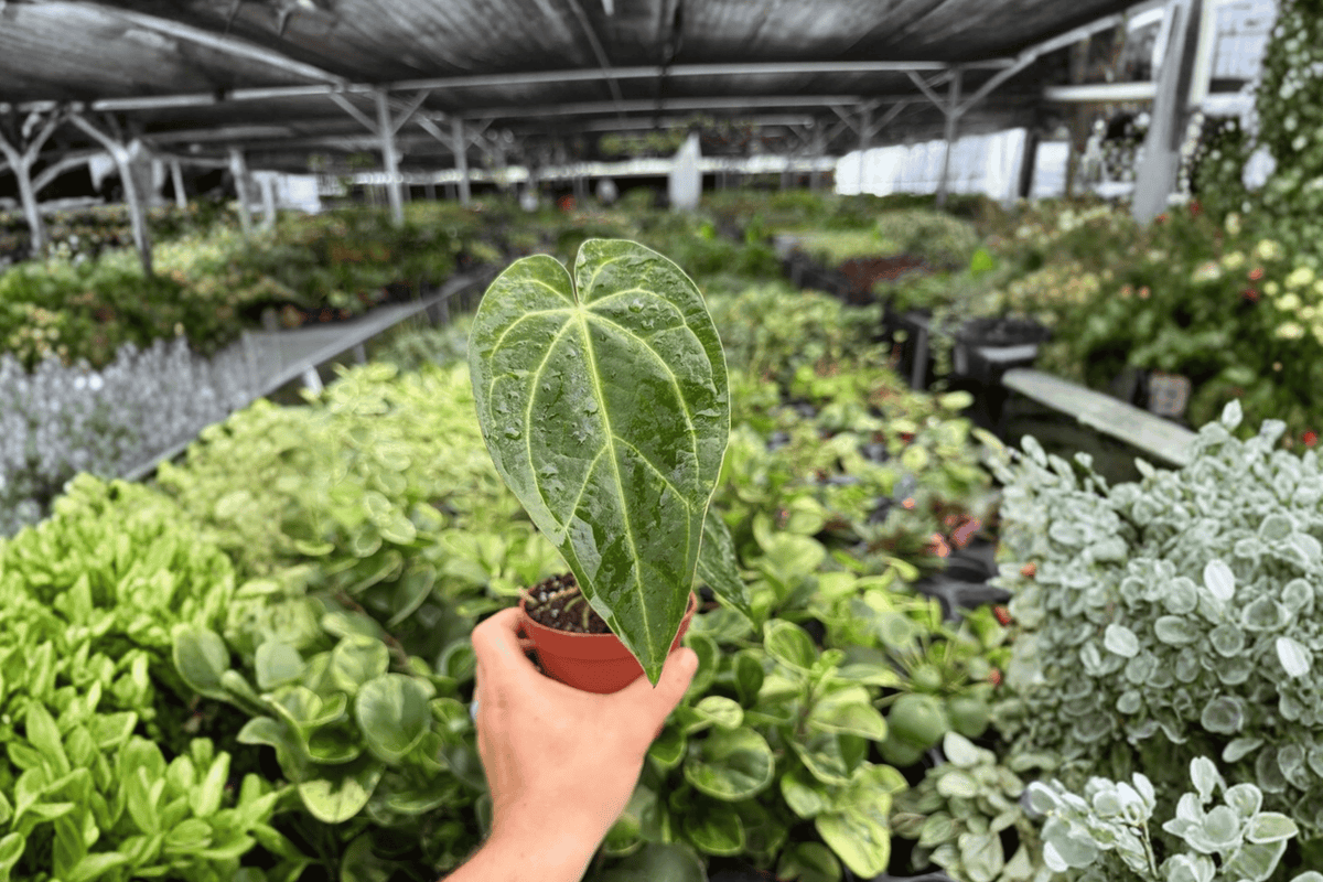 Anthurium Legend x Magnificum (Legend × Magnificum) 2 Live Plants in 4-Inch Pot - Bare Root