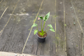 Alocasia Tiny Dancer Rooted Starter Plant – Indoor Tropical Houseplant