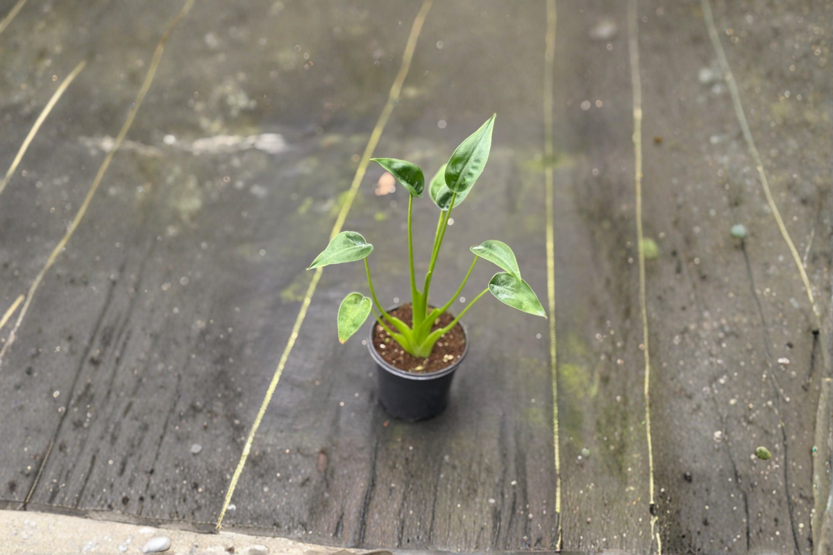 Alocasia Tiny Dancer Rooted Starter Plant – Indoor Tropical Houseplant