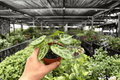Anthurium Silver Narrow 2 Live Plants in 4-Inch Pots - Exact Image Match