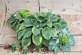Terms of Endearment Hosta - 3-Inch Pot Starter Plant (Variegated Green/Yellow)