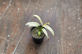 Epipremnum Amplissimum Albo - Variegated Pothos Rooted Cutting in 3" Pot