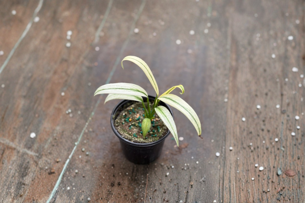Epipremnum Amplissimum Albo - Variegated Pothos Rooted Cutting in 3" Pot