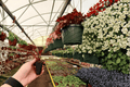 Oteka Begonia Begonia 'Oteka' - 2 Live Starter Plants in Soil Pods