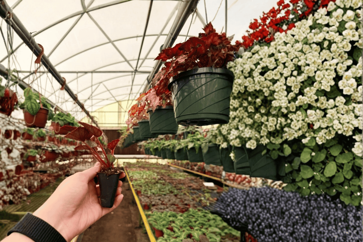 Oteka Begonia Begonia 'Oteka' - 2 Live Starter Plants in Soil Pods