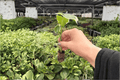 Alocasia Mickey Mouse 2 Starter Live Plants | Xanthosoma ‘Mickey Mouse’