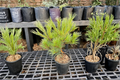 Caboose White Pine Pinus strobus ‘Caboose’ 12-Inch Live Plant, 1-Gallon Pot