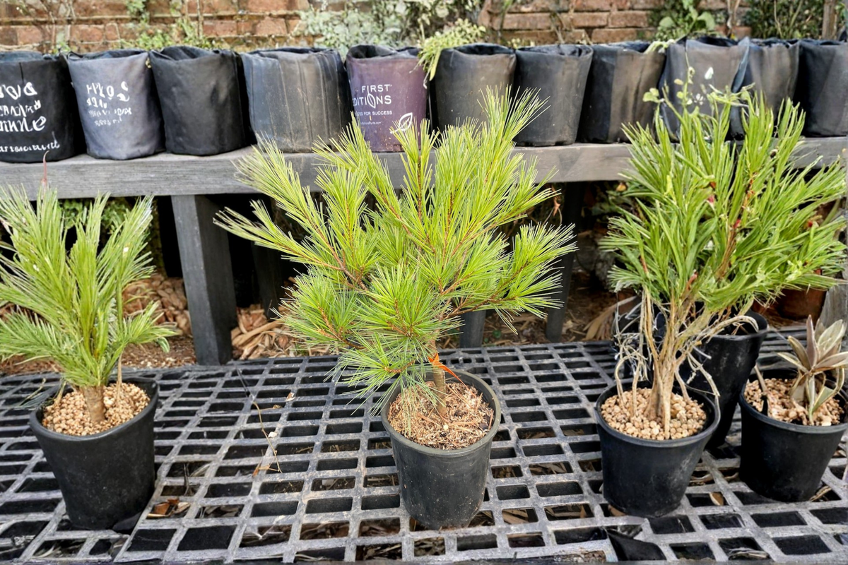 Caboose White Pine Pinus strobus ‘Caboose’ 12-Inch Live Plant, 1-Gallon Pot