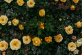 Yellow Mini Rose Live Plant - Rooted Miniature Rose Bush for Containers