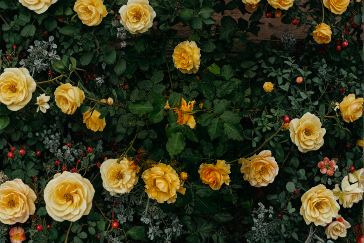 Yellow Mini Rose Live Plant - Rooted Miniature Rose Bush for Containers