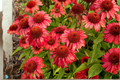 Artisan Red Ombre Coneflower Live Starter Plants - 3 in 1 Qt Pots