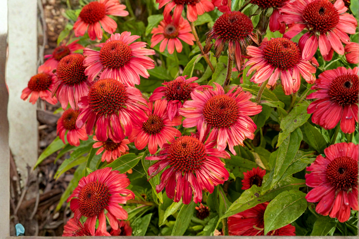 Artisan Red Ombre Coneflower Live Starter Plants - 3 in 1 Qt Pots