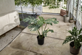 Monstera Thai Constellation Live Plant - 8-Inch Potted Variegated Monstera