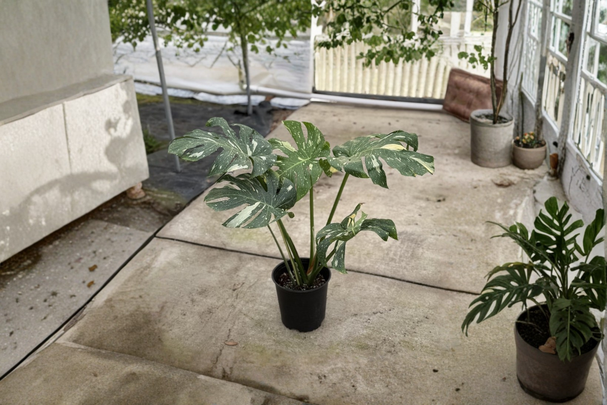 Monstera Thai Constellation Live Plant - 8-Inch Potted Variegated Monstera