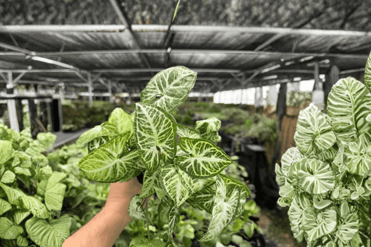 Syngonium Glo-Glo Live Plants – 4-Inch Pot, 2-Pack